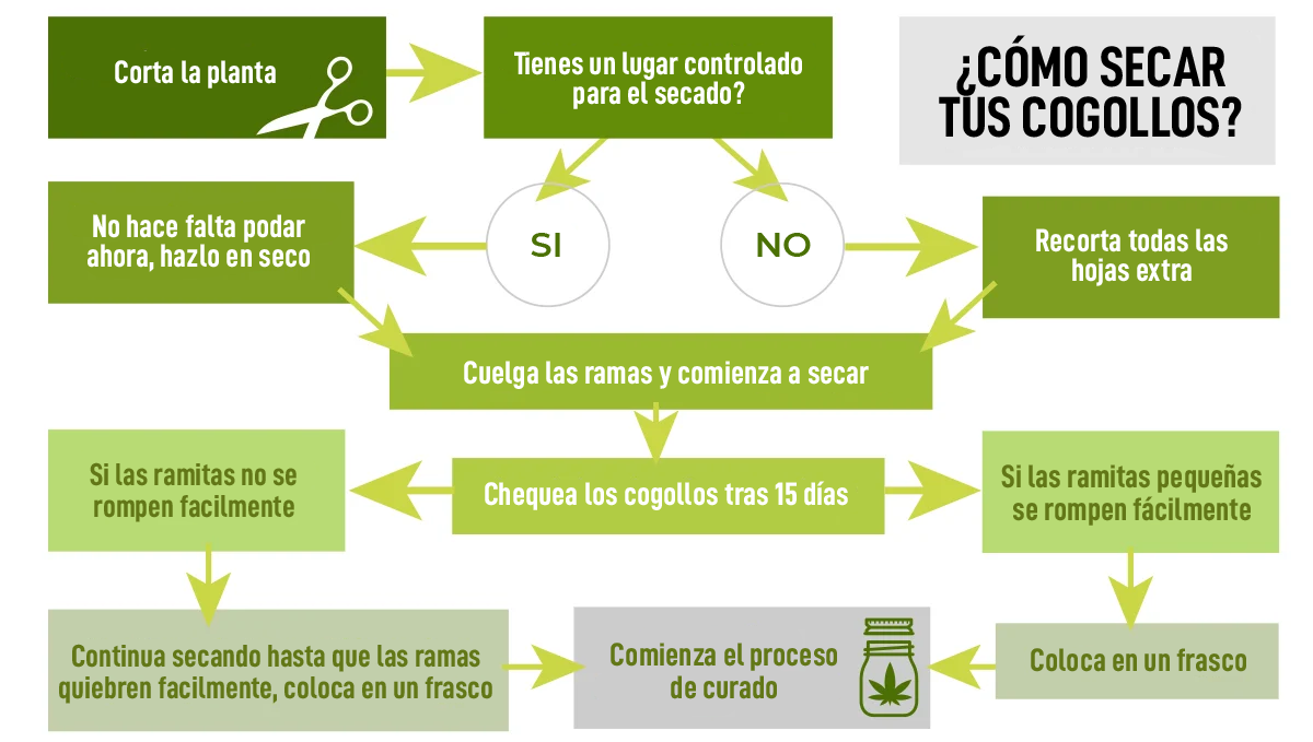 Cómo secar el cannabis: qué hay que tener en cuenta