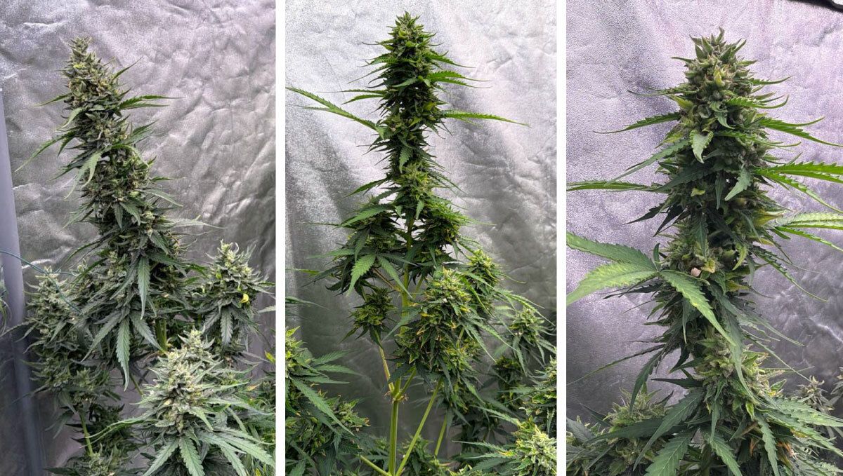 4.jpg Amnesia Haze
