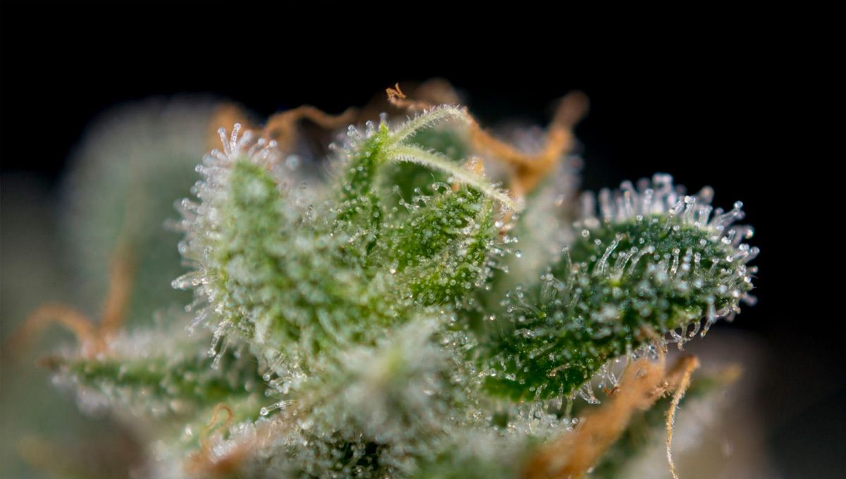 How to preserve the fragrance of cannabis: use the best nutrients How to preserve the fragrance of cannabis: use the best nutrients