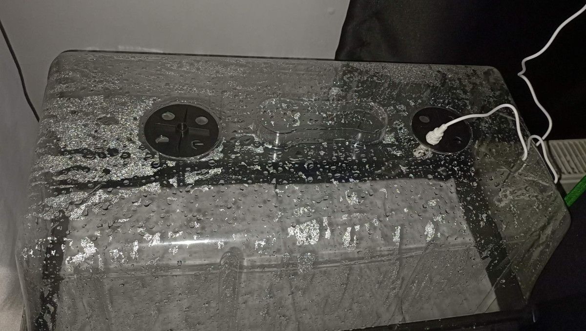 Gorilla Cookies FF cannabis strain: germination and seedling stage | propagation tray Gorilla Cookies FF cannabis strain: germination and seedling stage | propagation tray