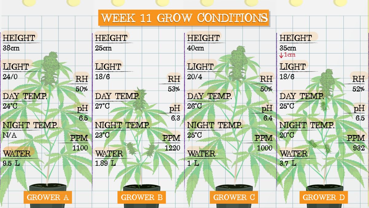 Gelato Auto Cannabis Strain Week-by-Week Guide: Grow conditions in week 11 Gelato Auto Cannabis Strain Week-by-Week Guide: Grow conditions in week 11