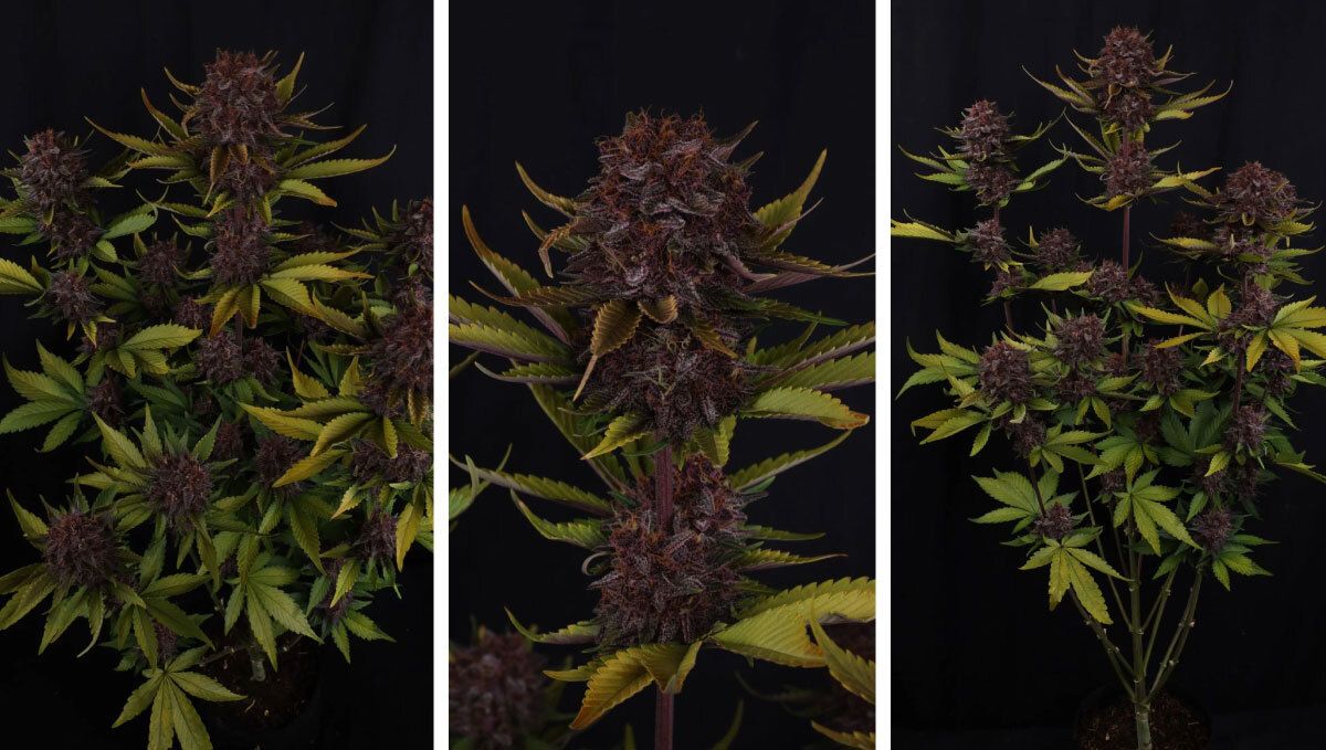 Collage (16).jpg purple lemondade auto rf3