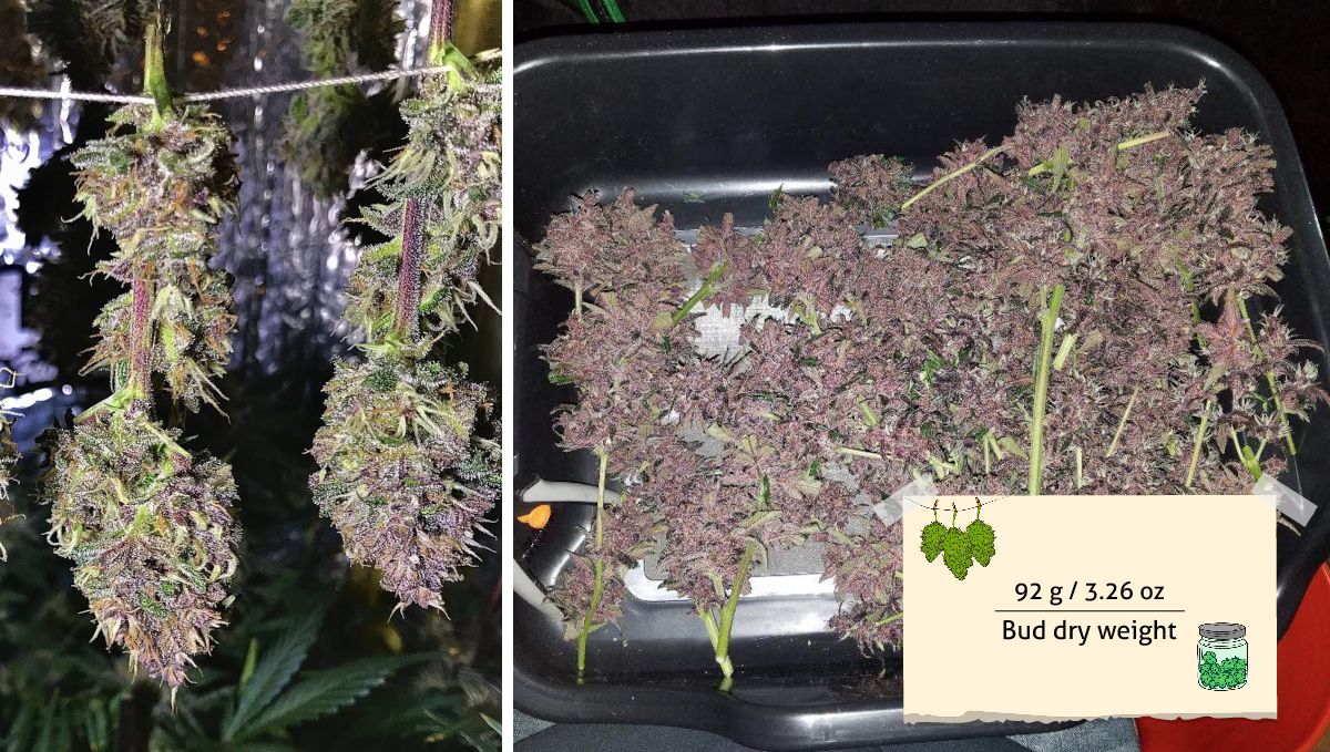 LSD-25 Auto cannabis strain outcome: two purple buds hung to dry and wet-trimmed branches on a tray