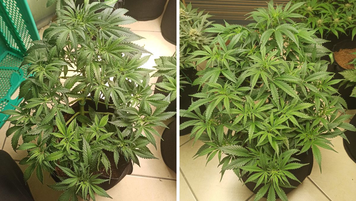 Forbidden Runtz Auto Cannabis Strain Week-by-Week Guide: A big and dense ganja bush grown indoors in a textile bag Forbidden Runtz Auto Cannabis Strain Week-by-Week Guide: A big and dense ganja bush grown indoors in a textile bag