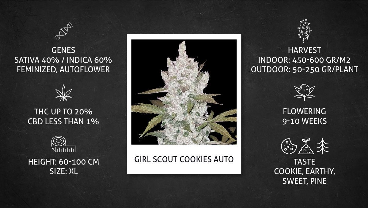 Girl Scout Cookies Auto Cannabis Strain Week-by-Week Guide: Datasheet Girl Scout Cookies Auto Cannabis Strain Week-by-Week Guide: Datasheet