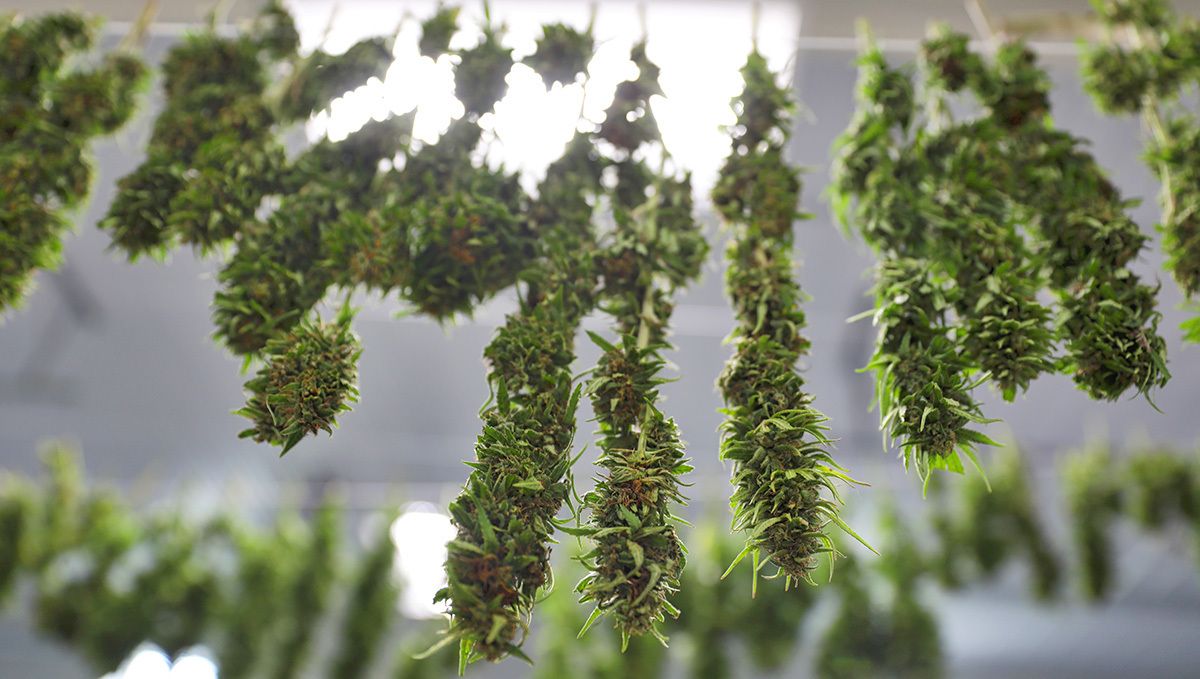 Zum Trocknen kopfüber aufgehängte Pflanzen.