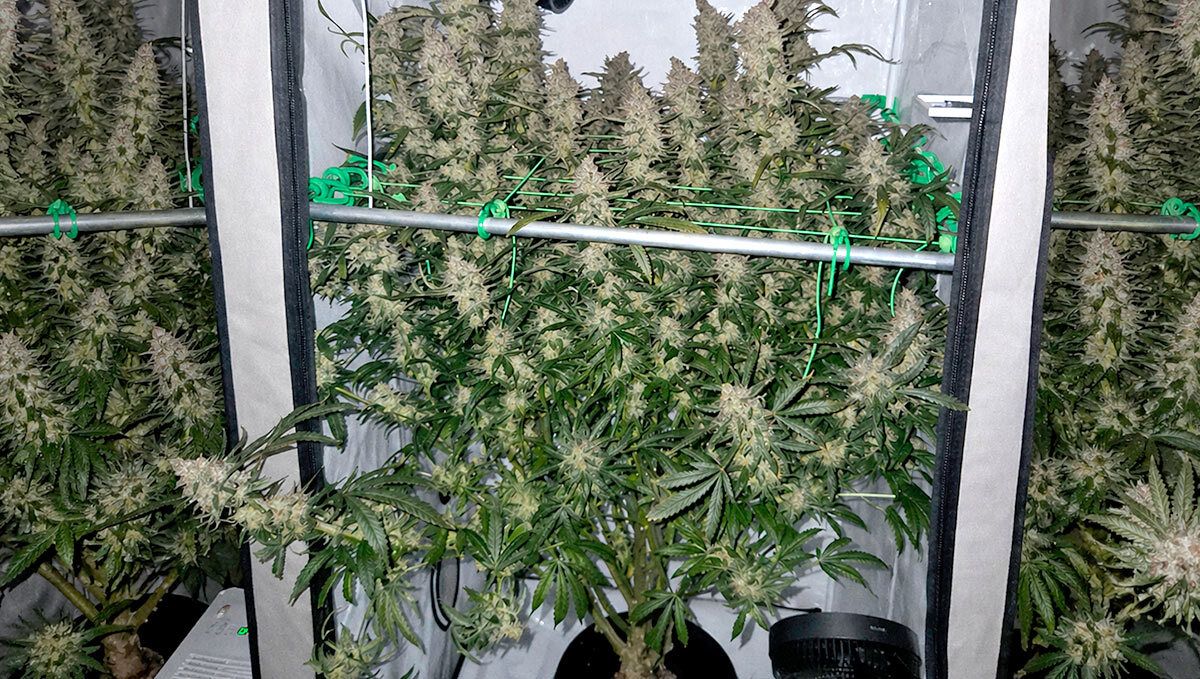 Tangie