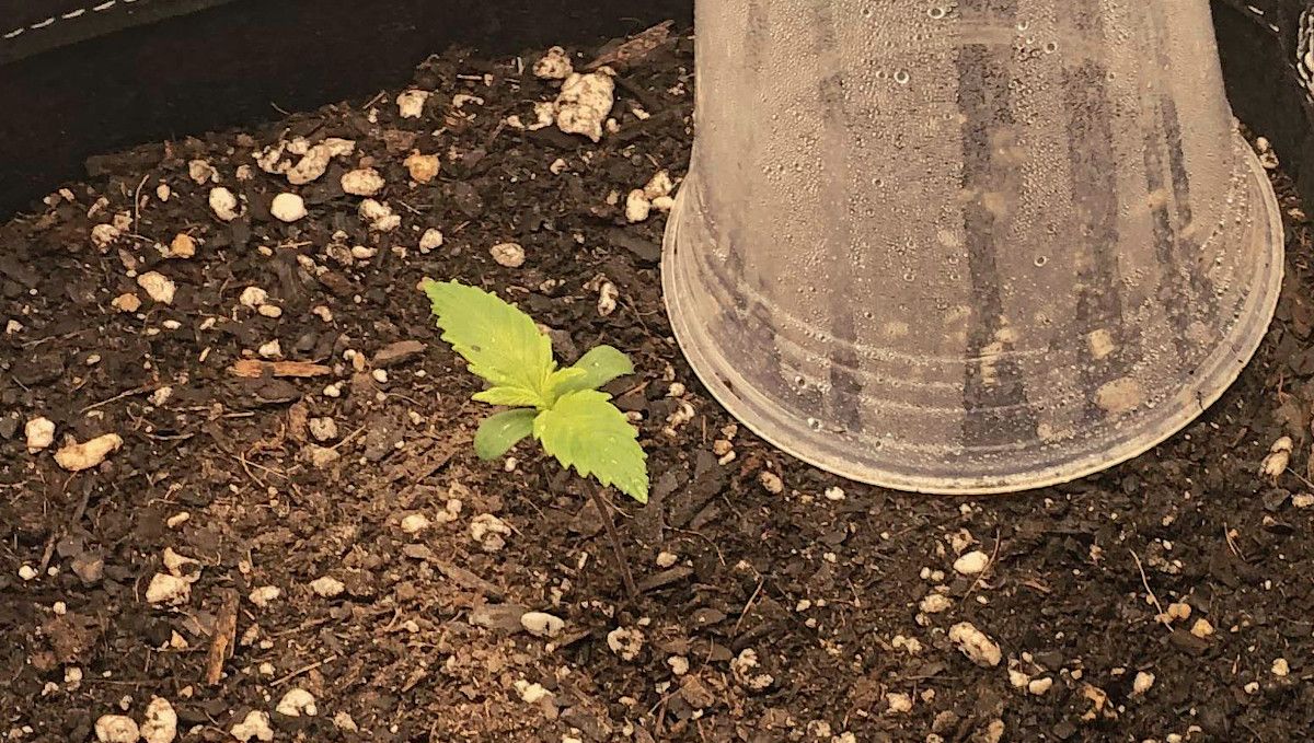LSD-25 Auto cannabis strain: germination and seedling stage | week 1 | a seedling and a transparent solo cup that is used as a humidity dome