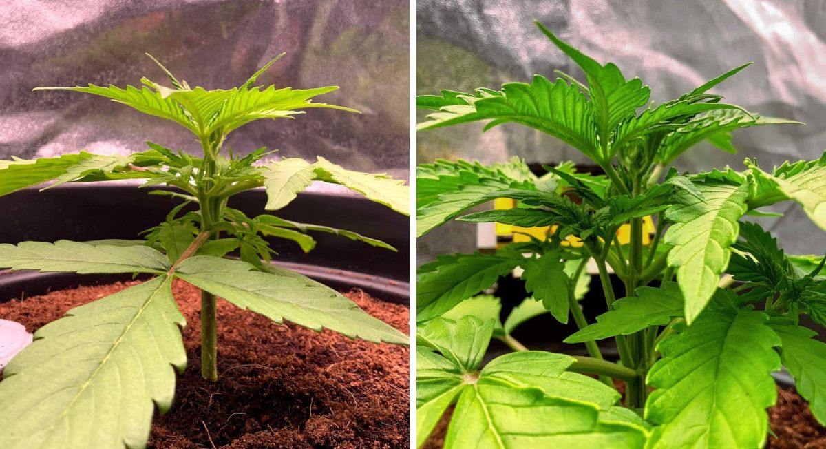 Gorilla Auto Cannabis Strain Week-by-Week Guide: A side view of two young marijuana plants, short and squat but with well-developed side branches Gorilla Auto Cannabis Strain Week-by-Week Guide: A side view of two young marijuana plants, short and squat but with well-developed side branches