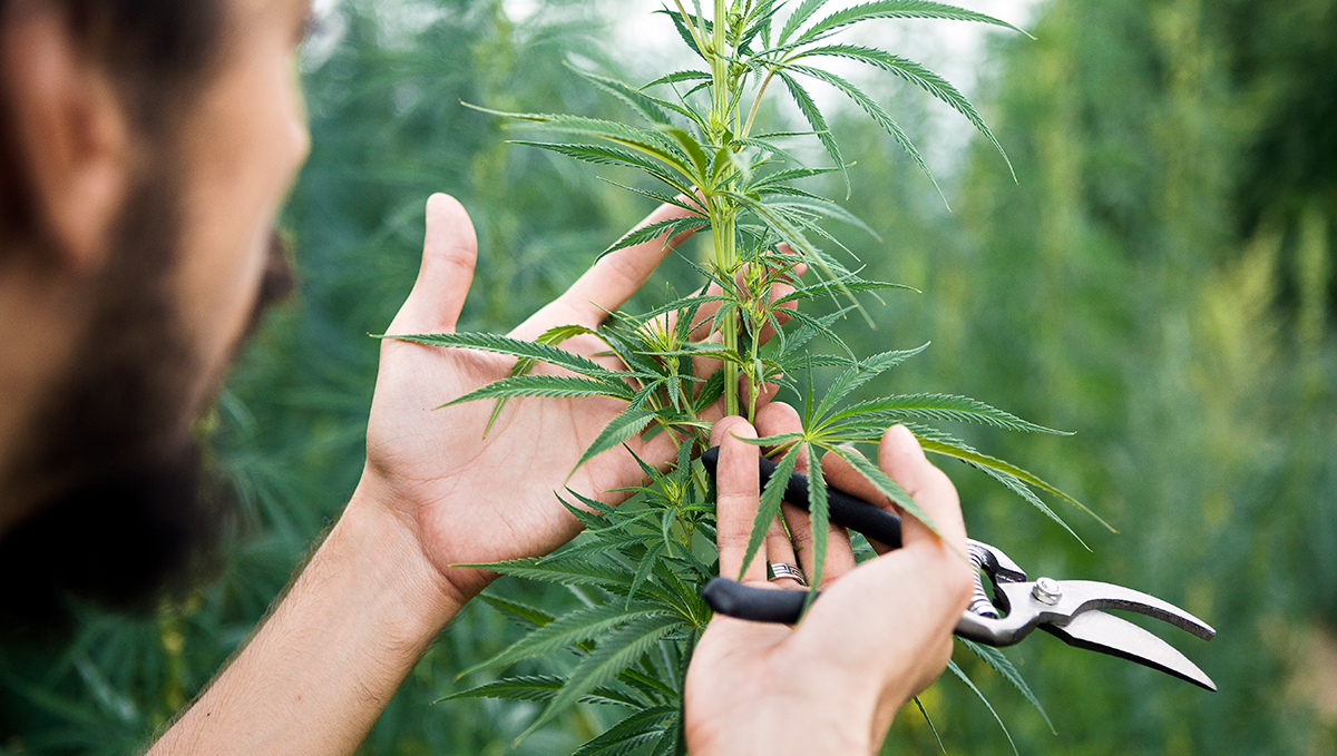 Weed in china: medicinal cannabis in china Weed in china: medicinal cannabis in china