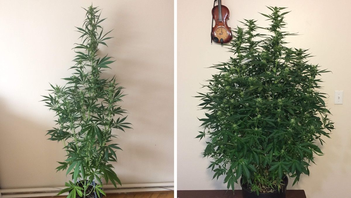 Auto Mazar cannabis strain: early flower | weeks 6-7 | the comparison of two tall indoor plants: one lankier and the other wide and bushy