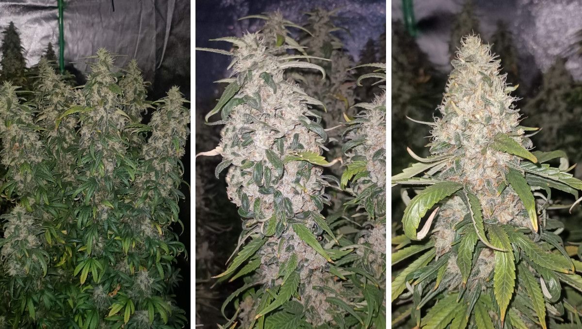 Gorilla Cookies FF cannabis strain: ripening and harvest | a maturing weed plant and its colas Gorilla Cookies FF cannabis strain: ripening and harvest | a maturing weed plant and its colas