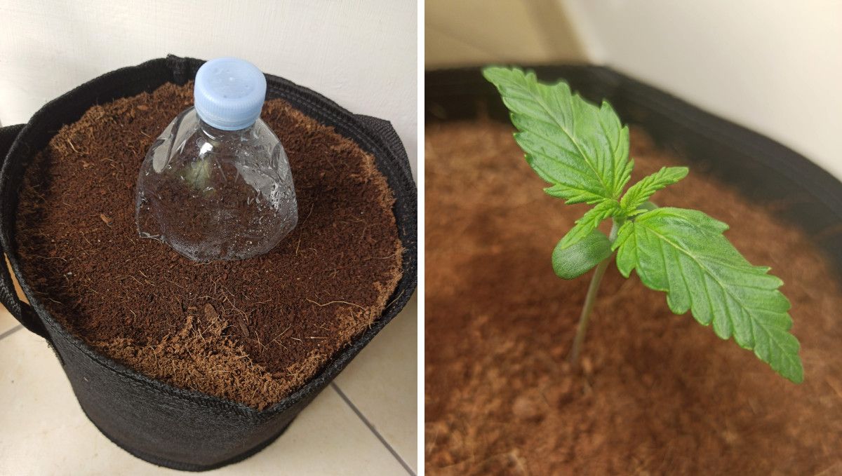 Afghan Kush Auto Cannabis Strain Week-by-Week Guide: A cut plastic bottle guarding the planted seed in coco and a 1-week-old weed seedling Afghan Kush Auto Cannabis Strain Week-by-Week Guide: A cut plastic bottle guarding the planted seed in coco and a 1-week-old weed seedling