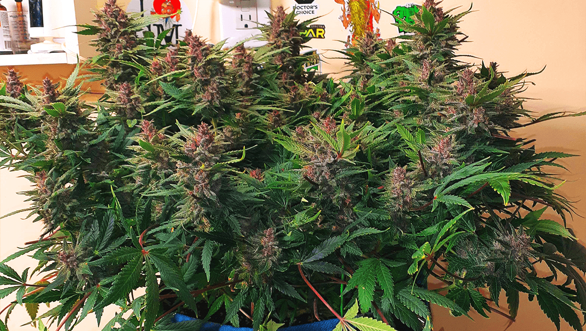 Five shortest autoflower strains: tropicana cookies auto