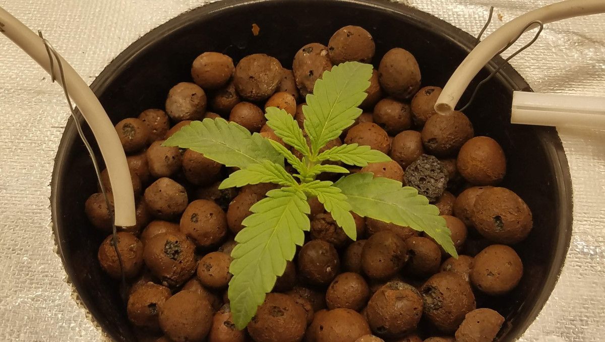 Pineapple Express Auto cannabis strain: early veg | week 2 | a two-week-old autoflower in Hydroton Pineapple Express Auto cannabis strain: early veg | week 2 | a two-week-old autoflower in Hydroton