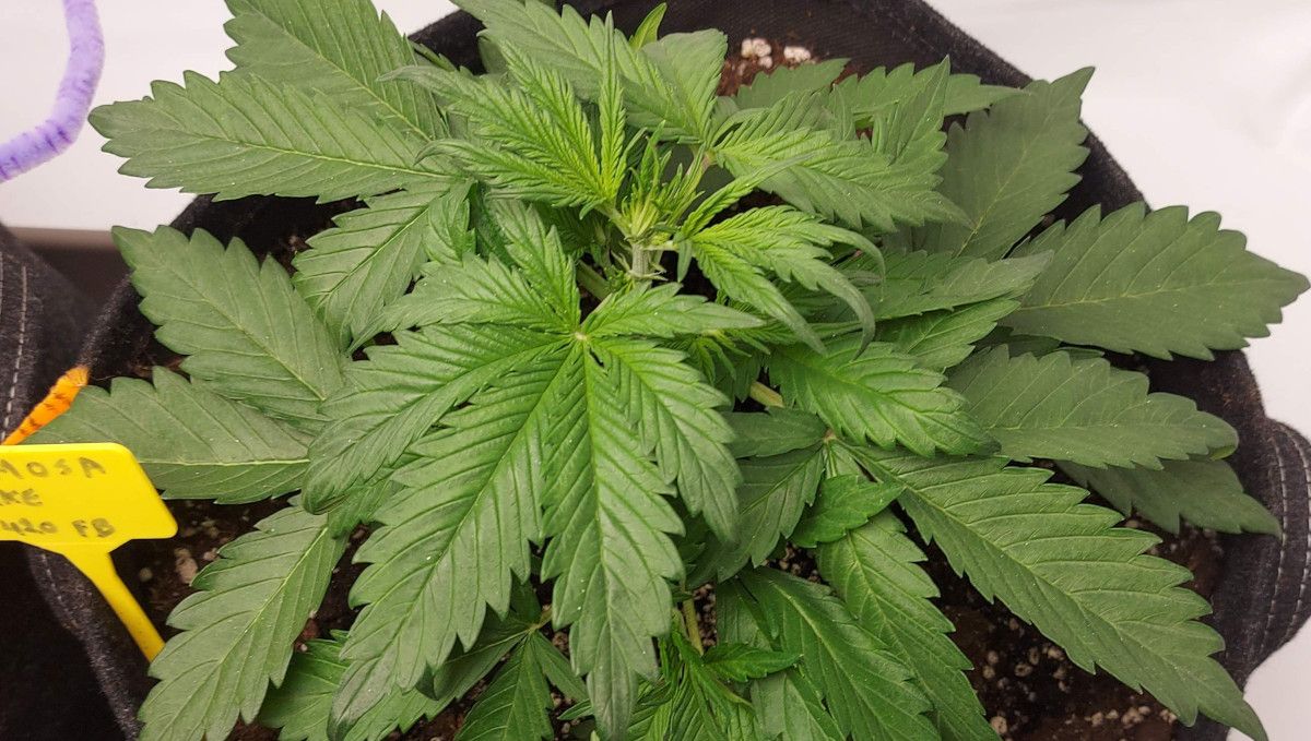 Mimosa Cake Auto cannabis strain: mid veg | weeks 3-4 | a stocky weed plant with a dense canopy and huge fan leaves Mimosa Cake Auto cannabis strain: mid veg | weeks 3-4 | a stocky weed plant with a dense canopy and huge fan leaves