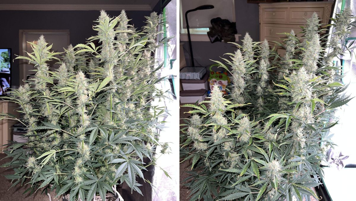Amnesia Z Auto cannabis strain: mid flower (bulk phase) | weeks 8-9 | a tall, stretchy, and very resinous autoflower Amnesia Z Auto cannabis strain: mid flower (bulk phase) | weeks 8-9 | a tall, stretchy, and very resinous autoflower