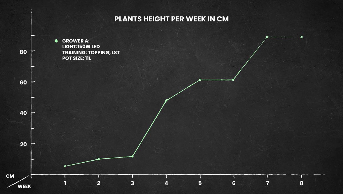 Big Bud Auto cannabis strain: height chart