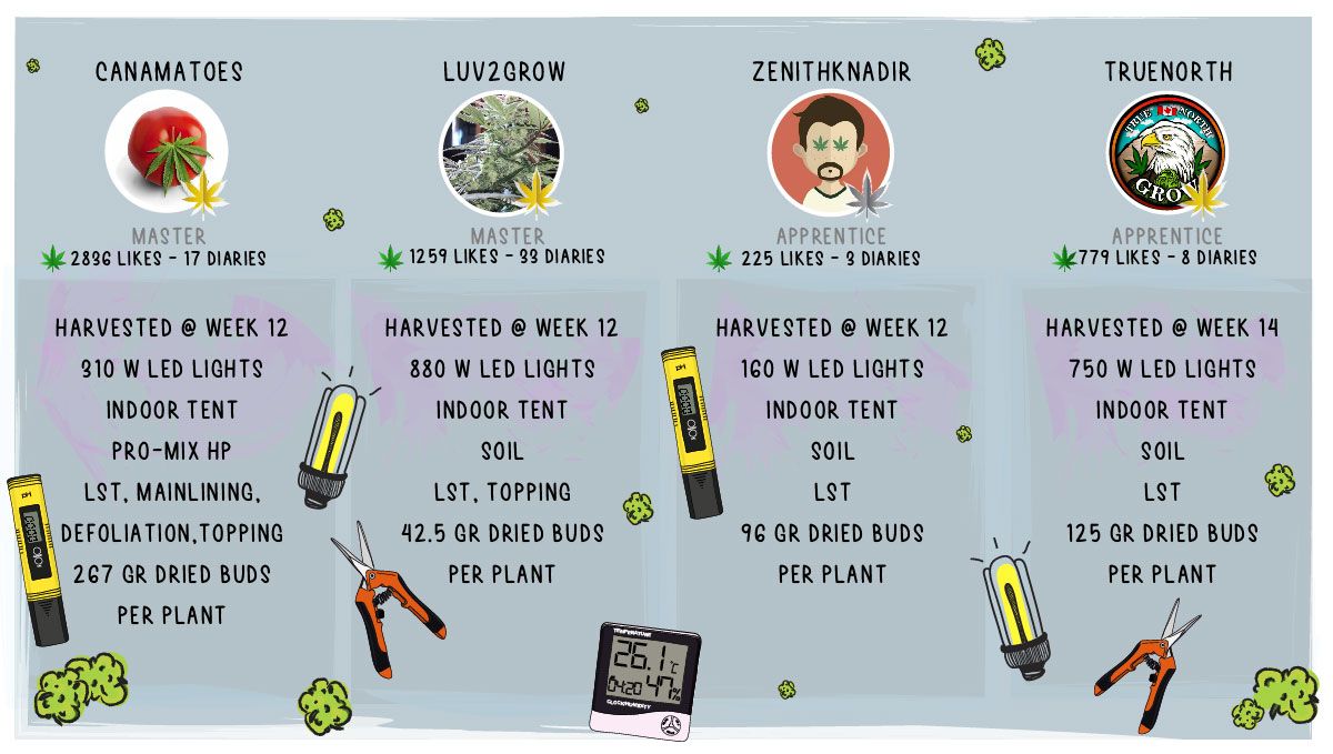 Gelato Auto Cannabis Strain Week-by-Week Guide: Setup specs and outcome Gelato Auto Cannabis Strain Week-by-Week Guide: Setup specs and outcome