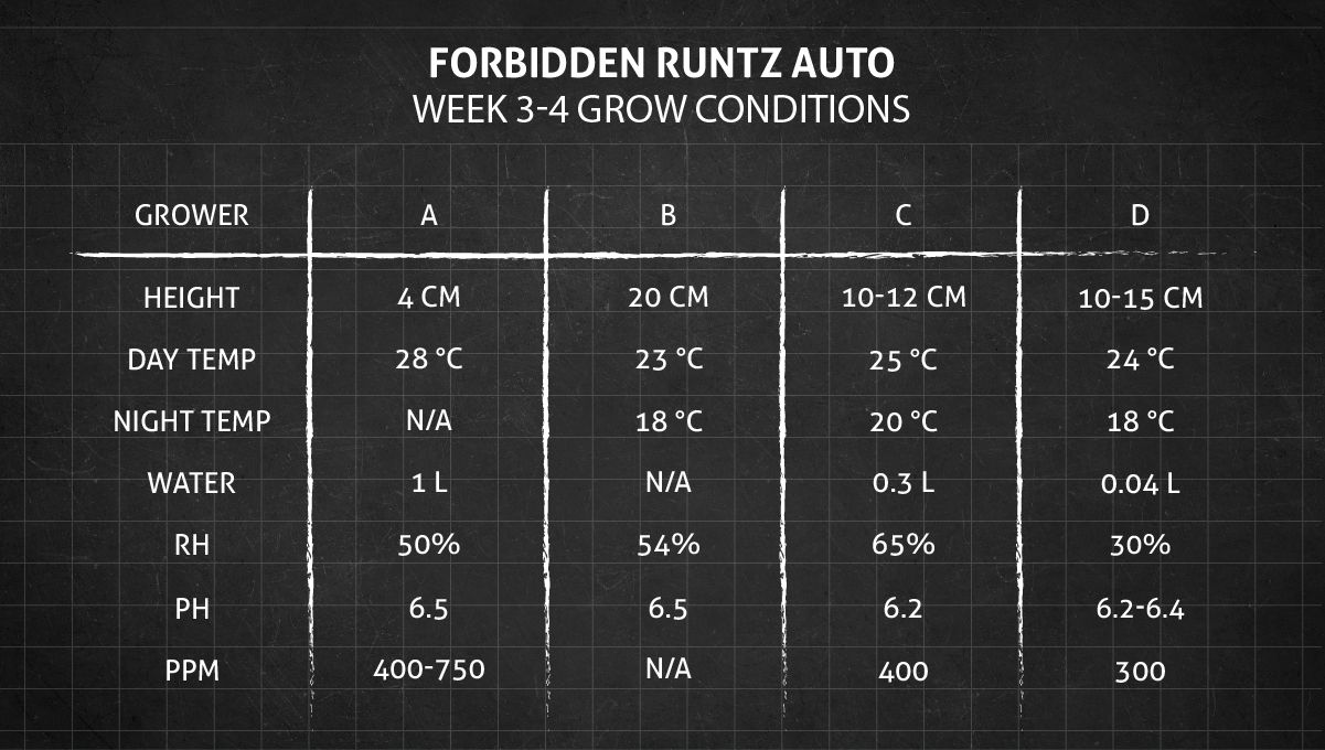 Forbidden Runtz Auto Cannabis Strain Week-by-Week Guide: Weeks 3-4 grow conditions Forbidden Runtz Auto Cannabis Strain Week-by-Week Guide: Weeks 3-4 grow conditions