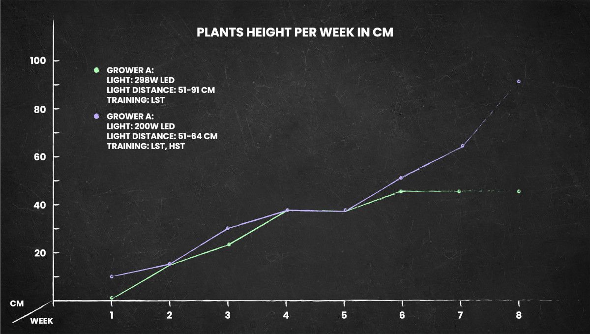 Watermelon Z Auto cannabis strain: height chart for the whole life cycle