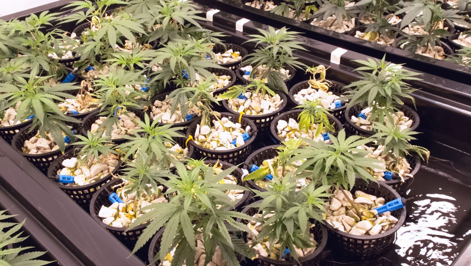 Der ultimative Leitfaden zur Bewässerung deiner Cannabispflanzen: Automatisierung deines Bewässerungssystems Der ultimative Leitfaden zur Bewässerung deiner Cannabispflanzen: Automatisierung deines Bewässerungssystems