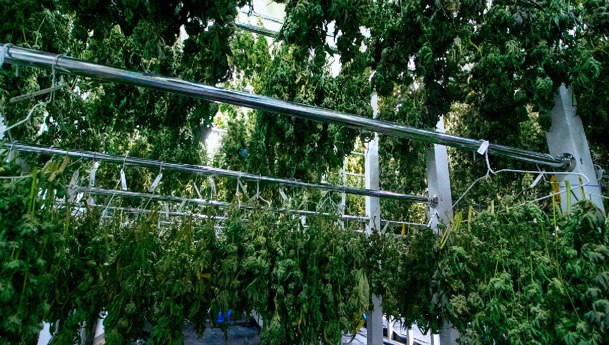 Strawberry pie auto week-by-week guide: dry room for cannabis Strawberry pie auto week-by-week guide: dry room for cannabis