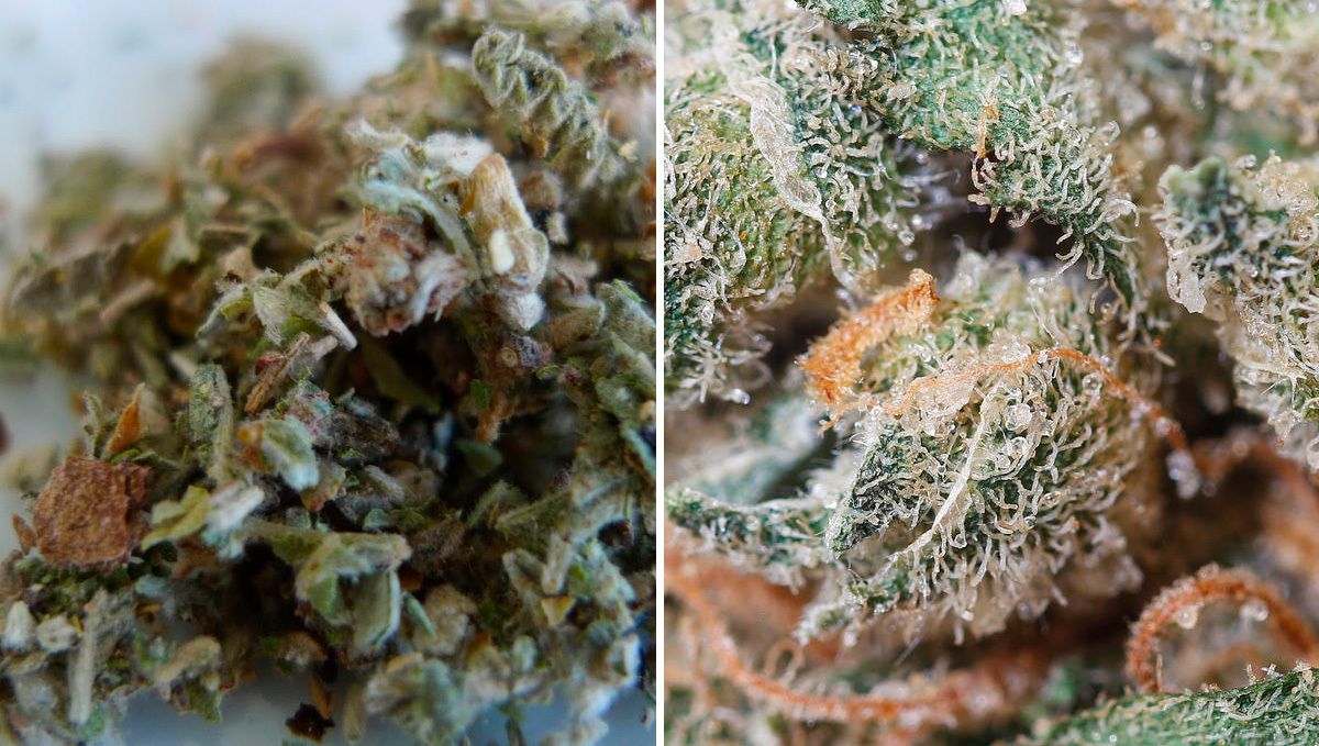 Was ist Synthetisches Cannabis: Geschmack Trichome enthalten Terpene, die dem Marihuana seinen einzigartigen Geschmack und sein Aroma verleihen.