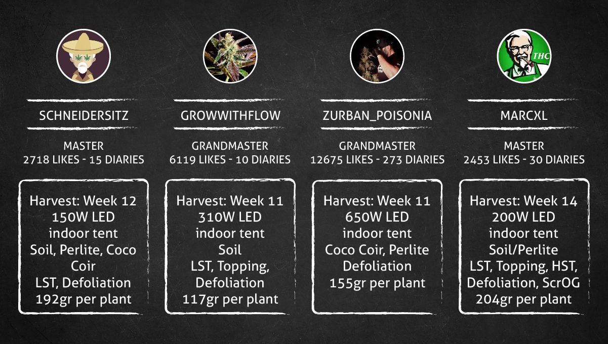 Orange Sherbet FF cannabis strain: outcome Orange Sherbet FF cannabis strain: outcome