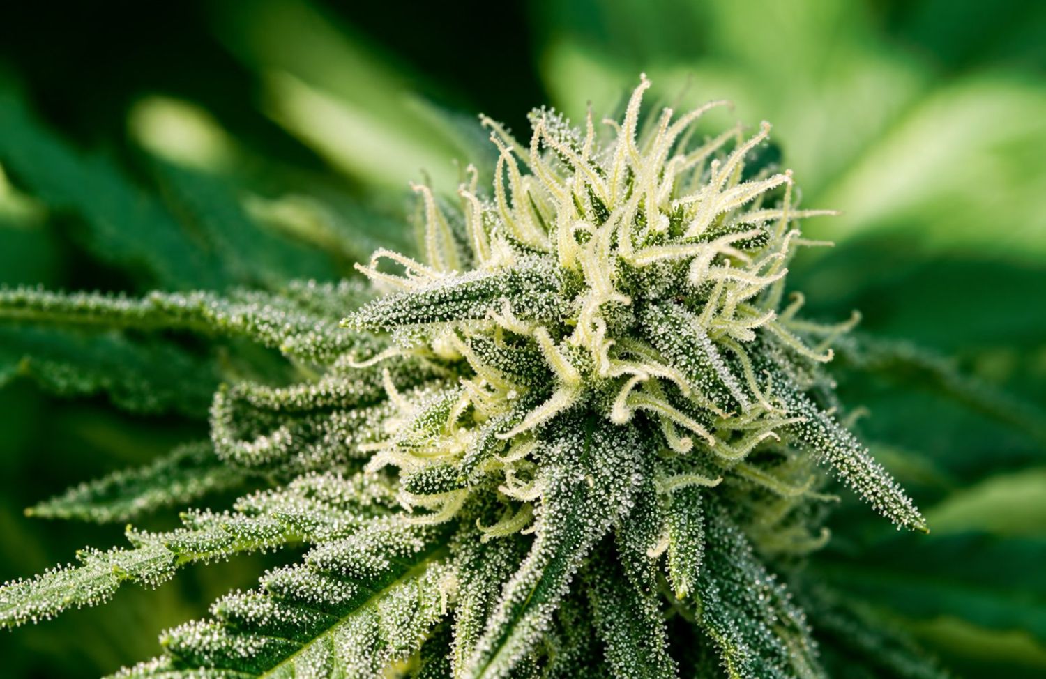 Mikor kezdenek illatozni az autoflowerök?: A kannabisz előszirozási szakasza Mikor kezdenek illatozni az autoflowerök?: A kannabisz előszirozási szakasza