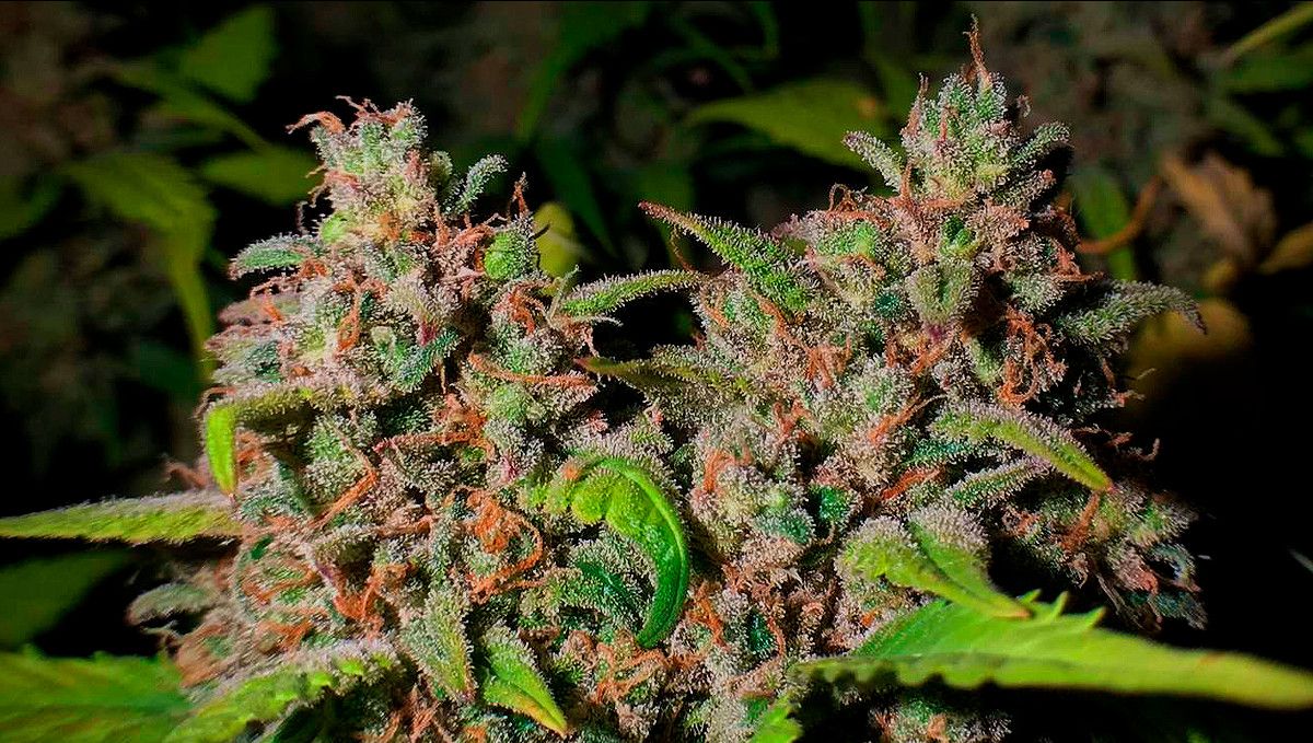 15 Best Strains for Male Arousal in 2022: Bubblegum Kush