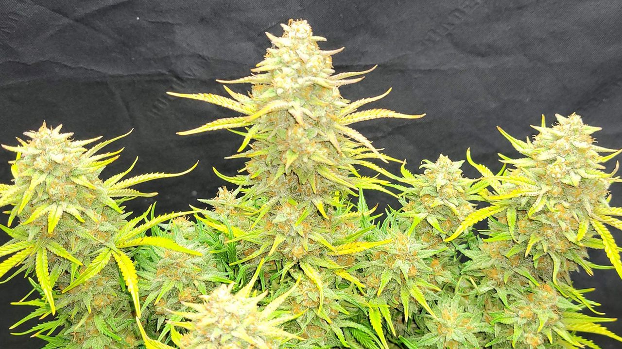 Die Top 5 Besten Sativa Autoflower Sorten: Sour Jealousy Auto