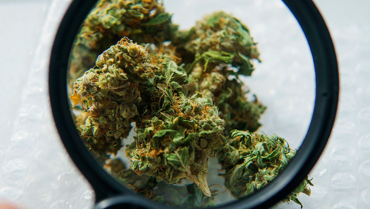 How Much is a Half Ounce of Weed? The Complete Weed Price Breakdown: Roughly trimmed cannabis buds in a jar