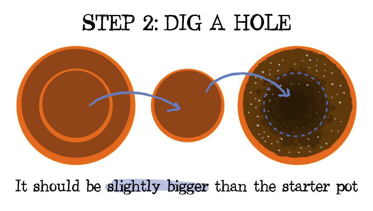 How to Successfully Repot a Cannabis Plant: A drawing showing the preparation for repotting a plant by digging a hole in the final pot How to Successfully Repot a Cannabis Plant: A drawing showing the preparation for repotting a plant by digging a hole in the final pot