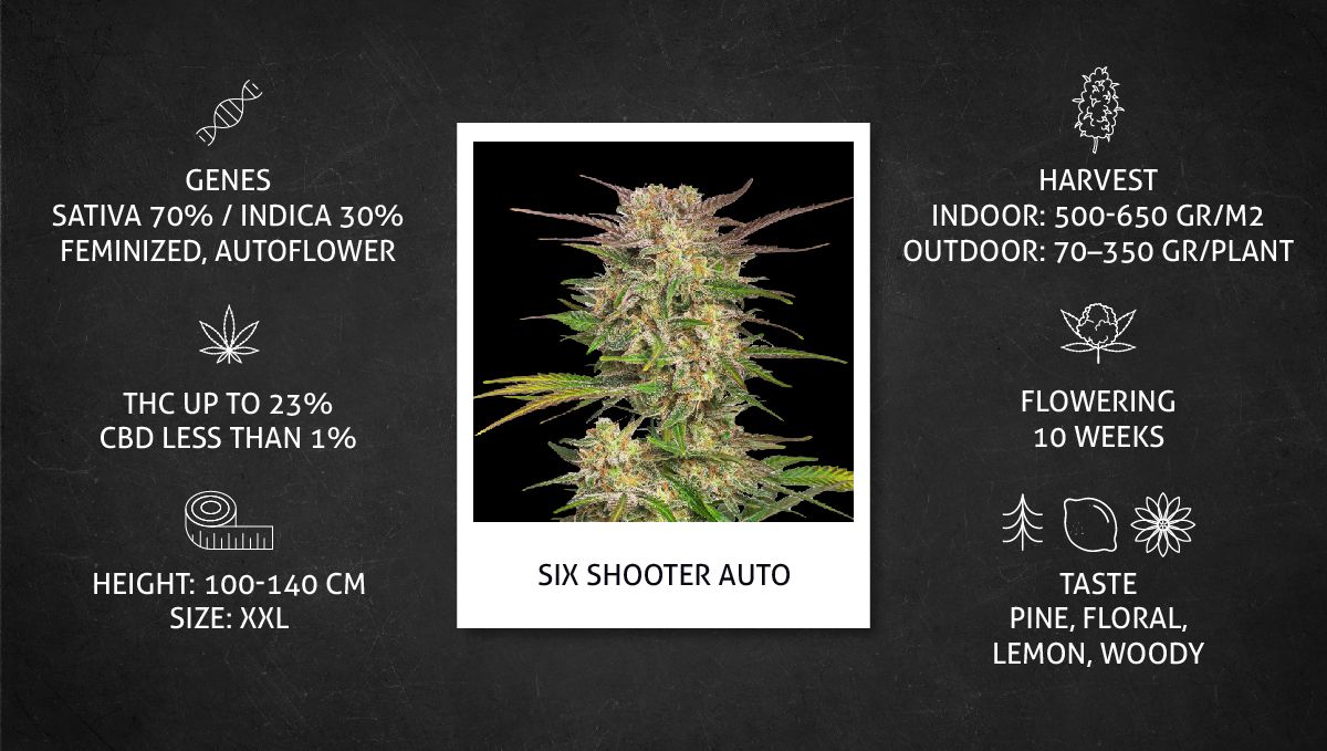 Six Shooter Auto cannabis strain: data sheet
