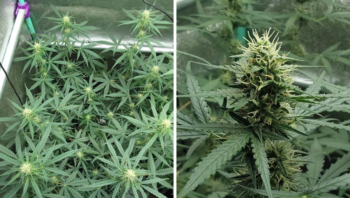 Mimosa Cake Auto cannabis strain: early flower | weeks 6-7 | a top view of a budding ganja plant and a closeup of its immature bud Mimosa Cake Auto cannabis strain: early flower | weeks 6-7 | a top view of a budding ganja plant and a closeup of its immature bud