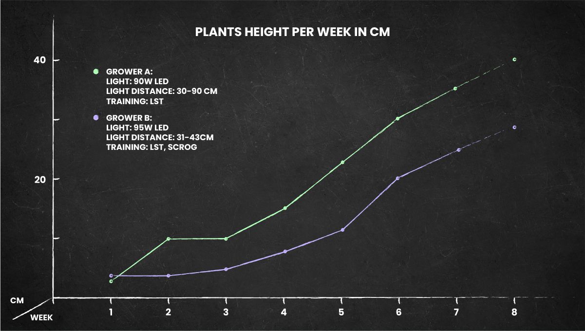Super Lemon Haze Auto cannabis strain: height chart for the whole life cycle Super Lemon Haze Auto cannabis strain: height chart for the whole life cycle