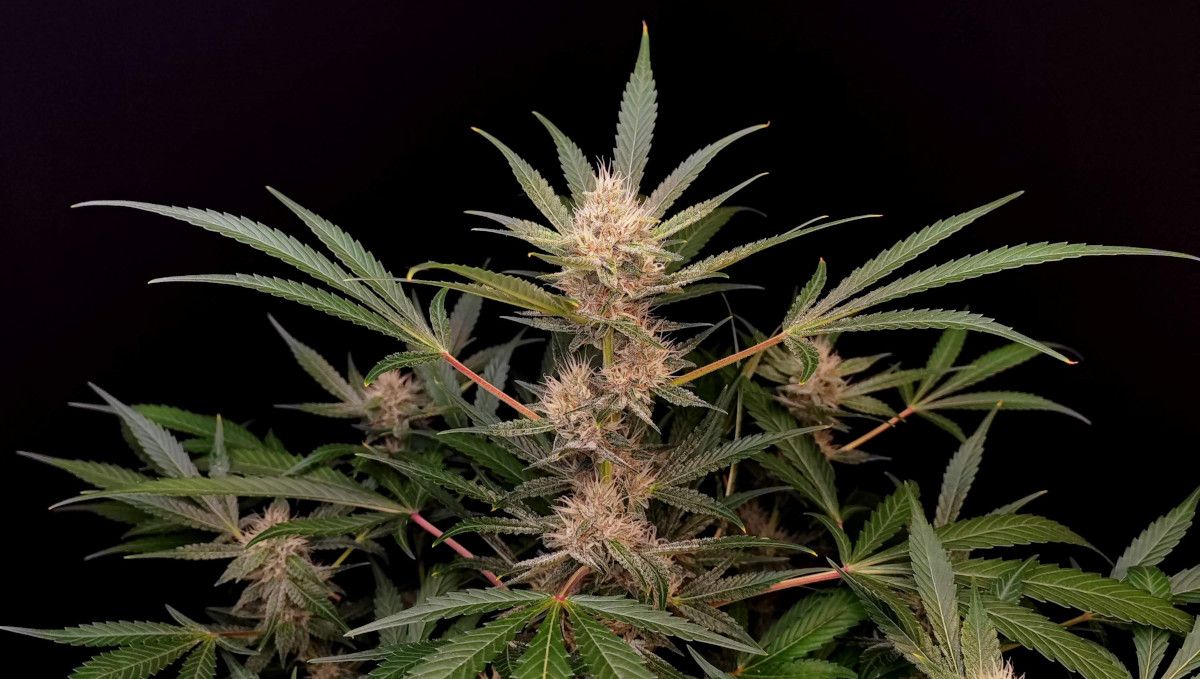 Tropicana Cookies Auto cannabis strain: early flower | weeks 6-7 | a gorgeous autoflower that has begun to fill out Tropicana Cookies Auto cannabis strain: early flower | weeks 6-7 | a gorgeous autoflower that has begun to fill out