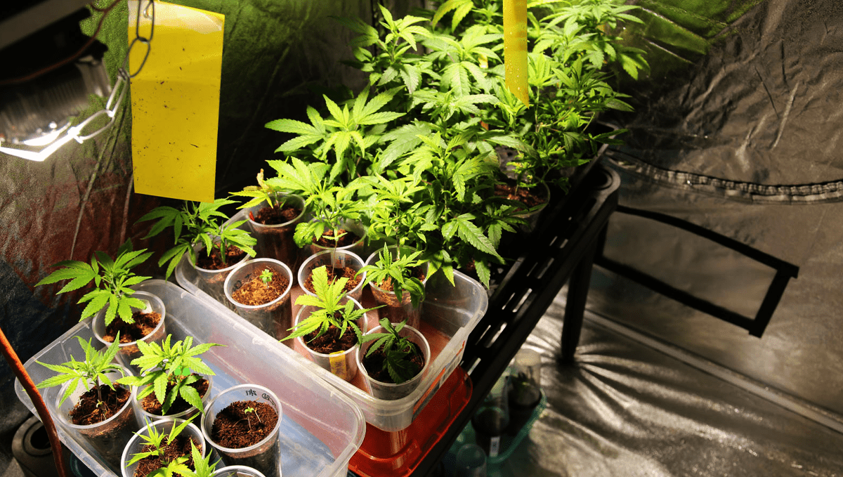 Legal Weed Comes to Missouri This Thursday: Party cups and pots with marijuana plants at different stages of their life cycle Legal Weed Comes to Missouri This Thursday: Party cups and pots with marijuana plants at different stages of their life cycle