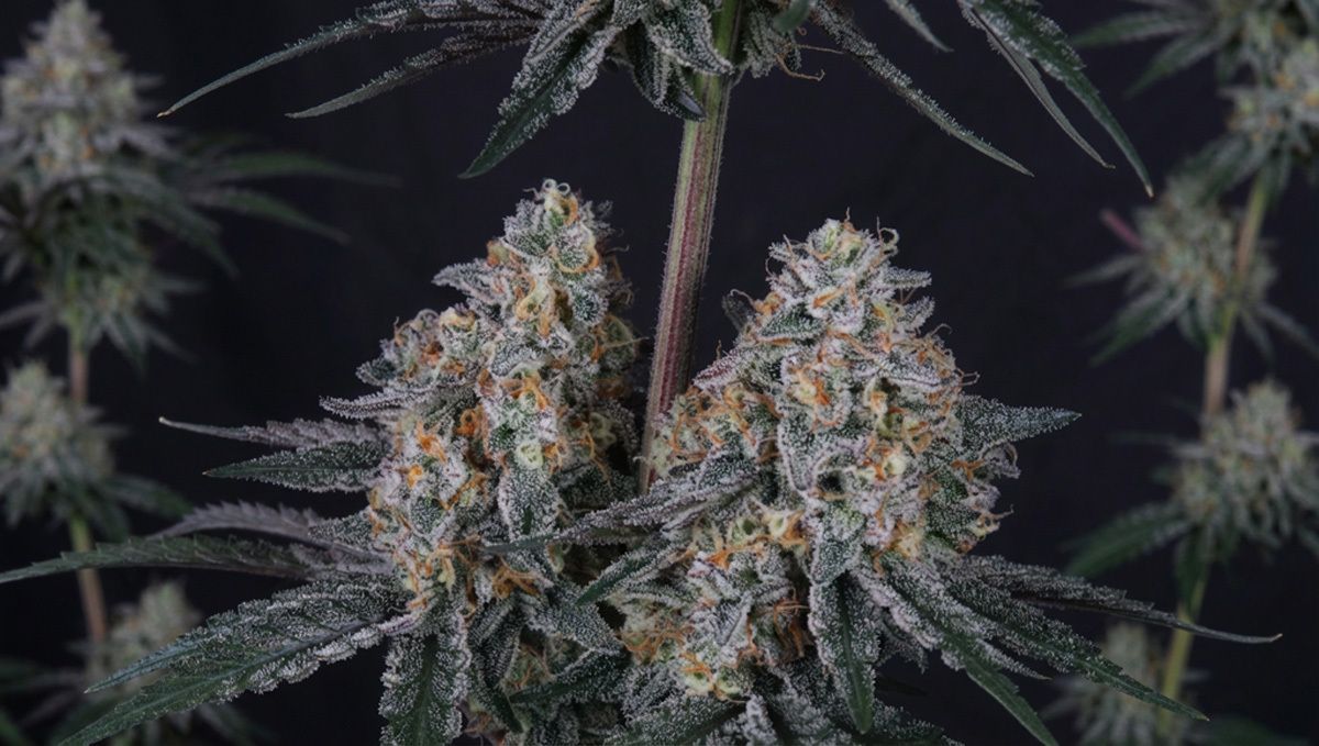Guava Sundae Auto