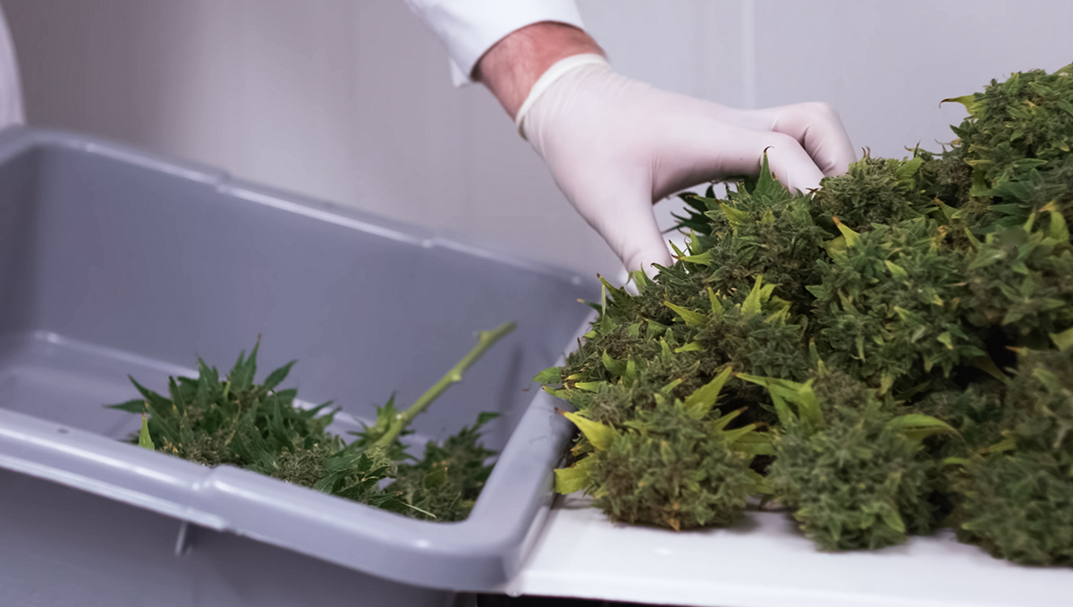 What yields can I get with autoflowering cannabis: what can they produce?