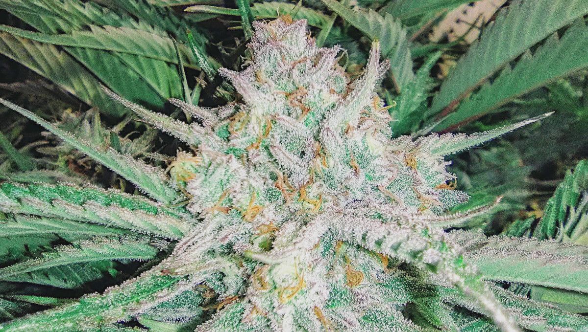 Strawberry Pie Auto Cannabis Strain Week-by-Week Guide: A marijuana bud completely covered in trichs Strawberry Pie Auto Cannabis Strain Week-by-Week Guide: A marijuana bud completely covered in trichs