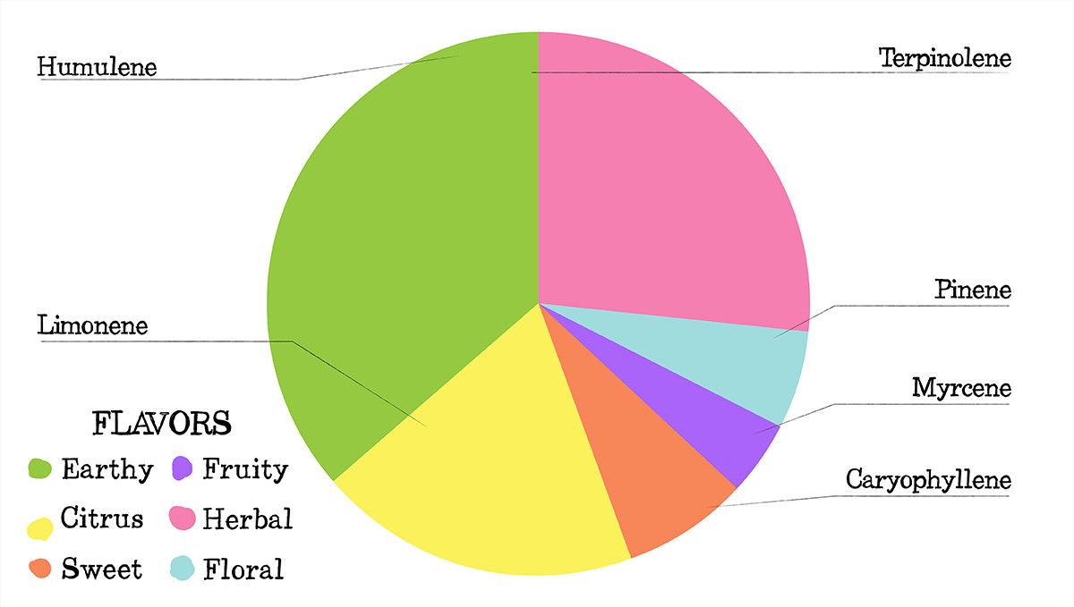 Stardawg Auto Cannabis Strain Week-by-Week Guide: Terpene profile