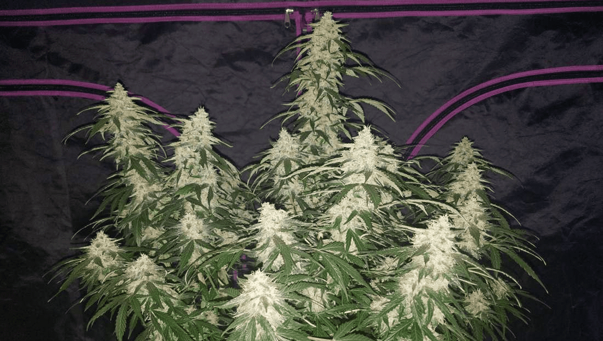 Top 5 ertragreichste Autoflower-Sorten: Six Shooter Auto Top 5 ertragreichste Autoflower-Sorten: Six Shooter Auto