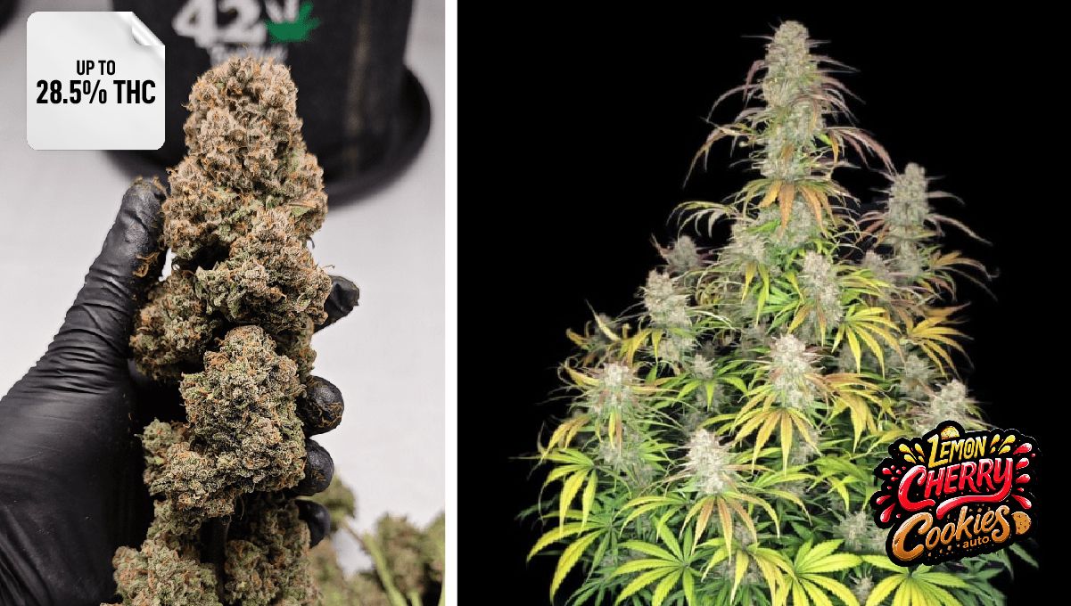 Lemon Cherry Cookies Auto™