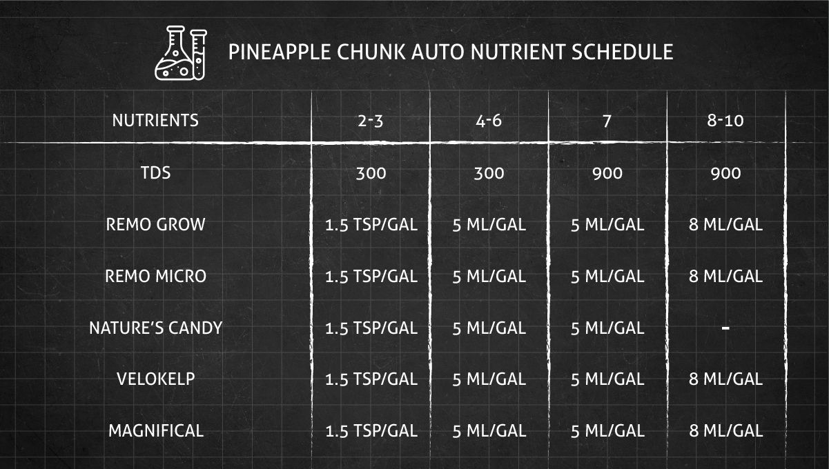 Pineapple Chunk feeding schedule in the vegetative stage