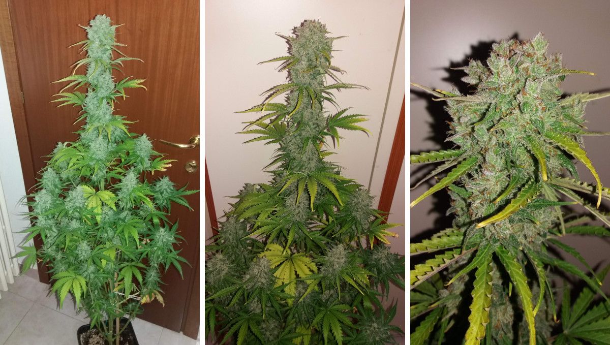 Californian Snow Auto cannabis strain: ripening and harvest | weeks 10 | three shots of a tall marijuana plant with a dominating central cola and its buds