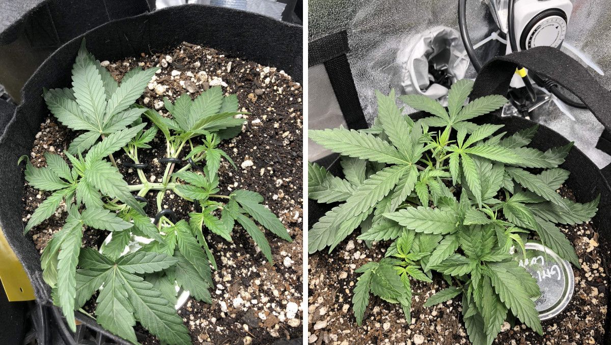 Girl Scout Cookies Auto Cannabis Strain Week-by-Week Guide: The main stem and side branches LSTd on a vegging indoor autoflower; the next pic shows how she bounces back Girl Scout Cookies Auto Cannabis Strain Week-by-Week Guide: The main stem and side branches LSTd on a vegging indoor autoflower; the next pic shows how she bounces back