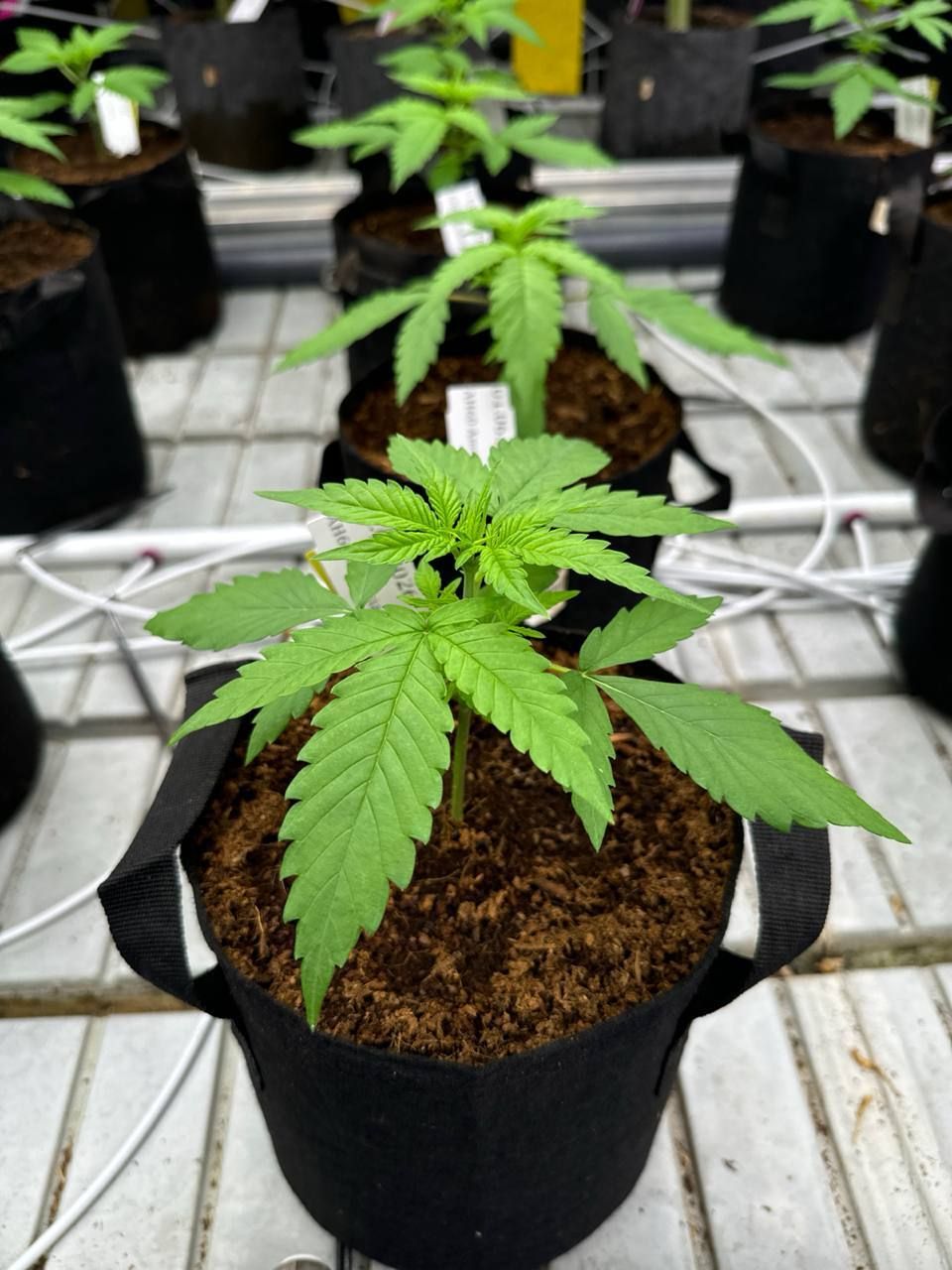 Gorilla Cookies Auto Breeding