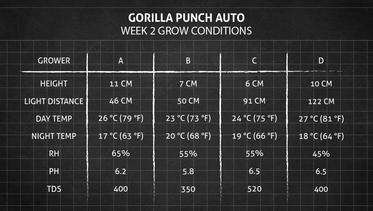Gorilla Punch Auto cannabis strain: week 2 grow conditions